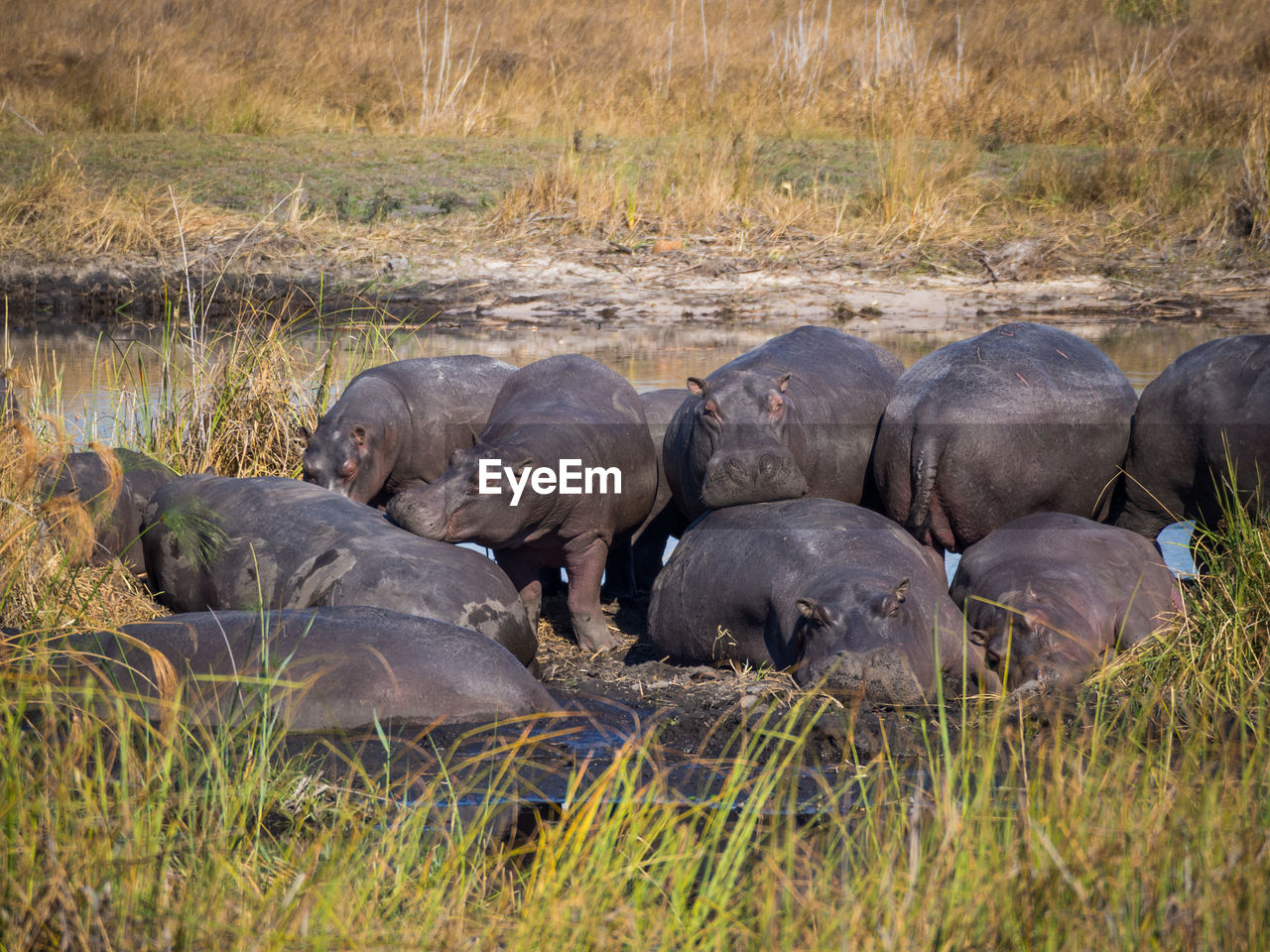 Group of hippopotamus on riverbank, 