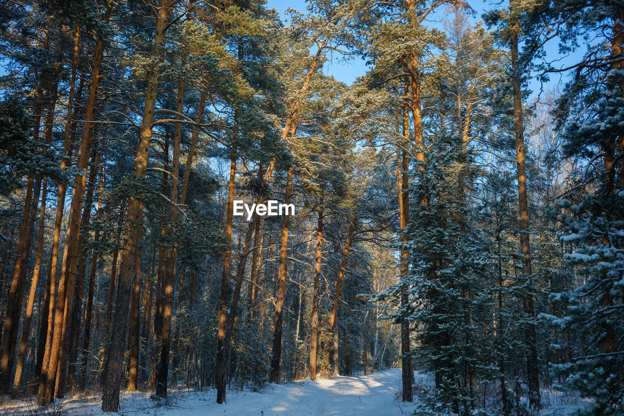 SCENIC VIEW OF SNOW COVERED TREES IN FOREST