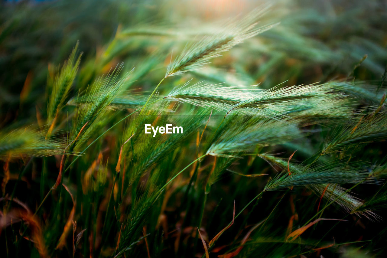 Close-up of grass growing on field