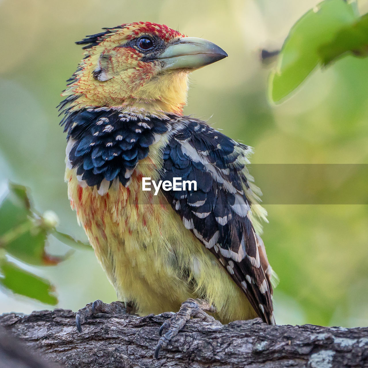 Crested barbet in a tree 