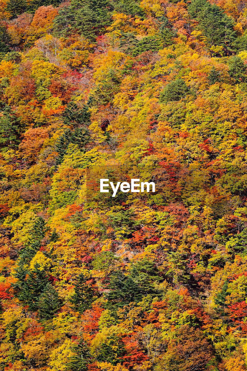 High angle view of trees during autumn