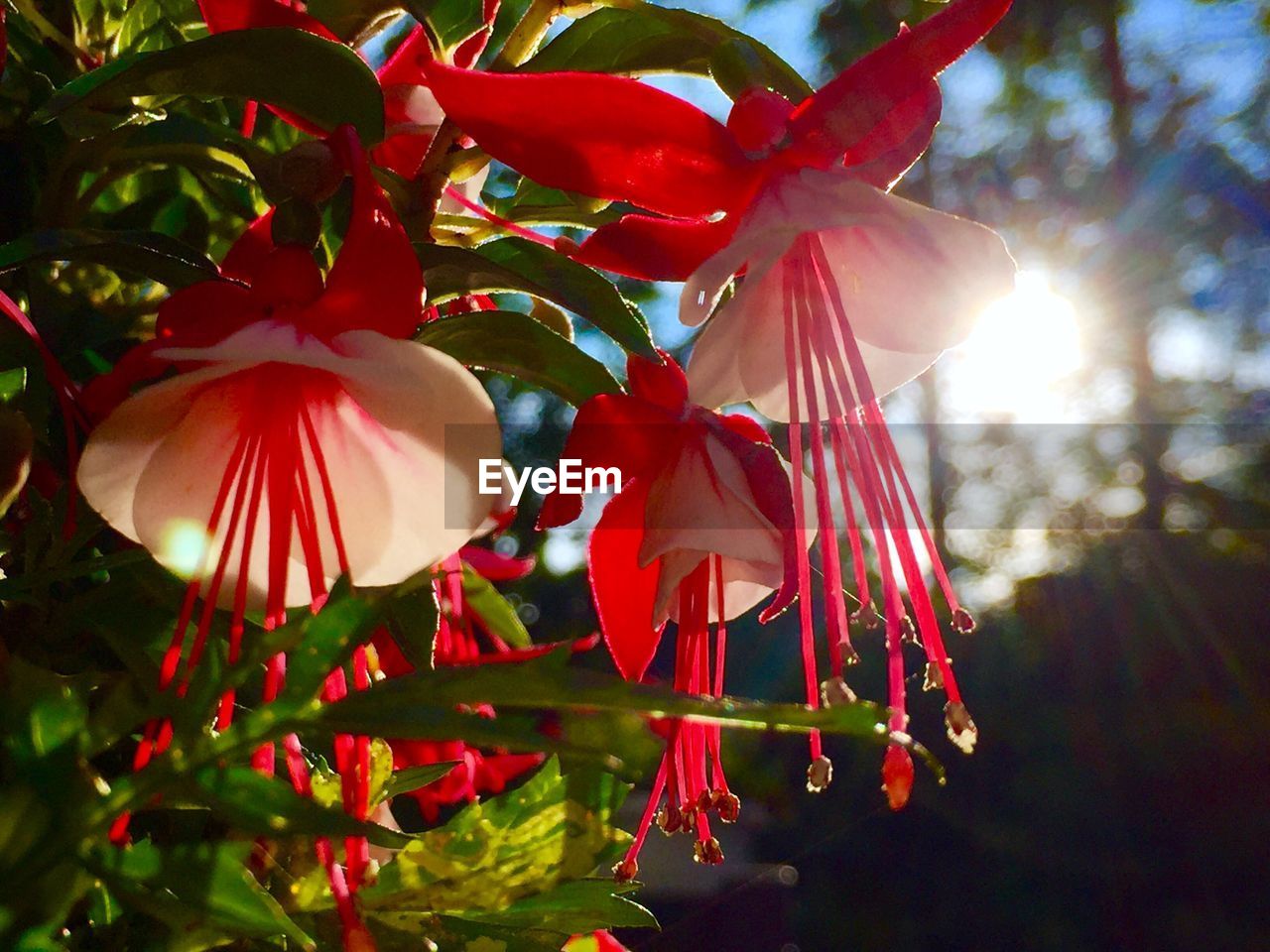 CLOSE-UP OF RED FLOWERING PLANT