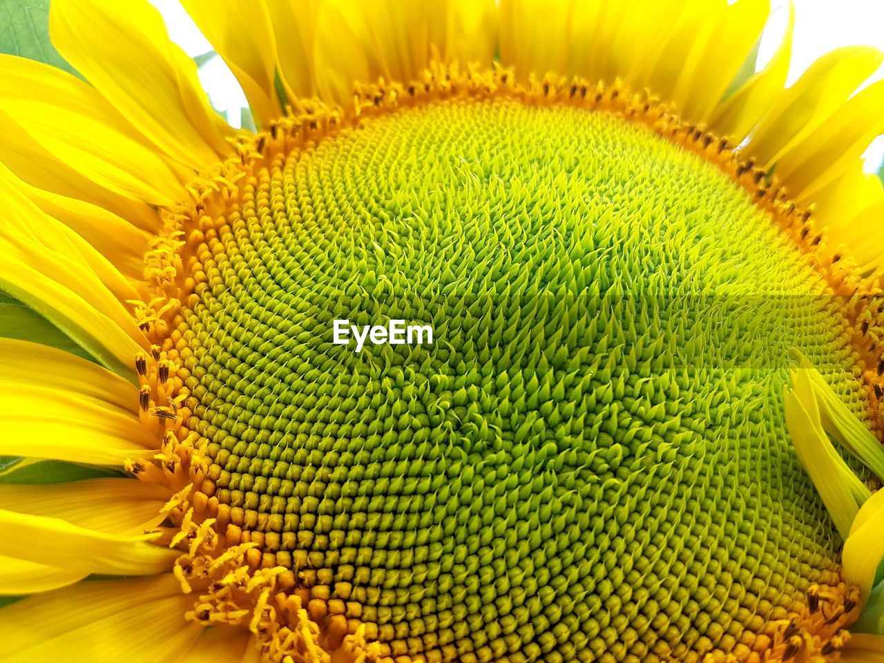 CLOSE-UP OF YELLOW SUNFLOWER ON PLANT AT DUSK