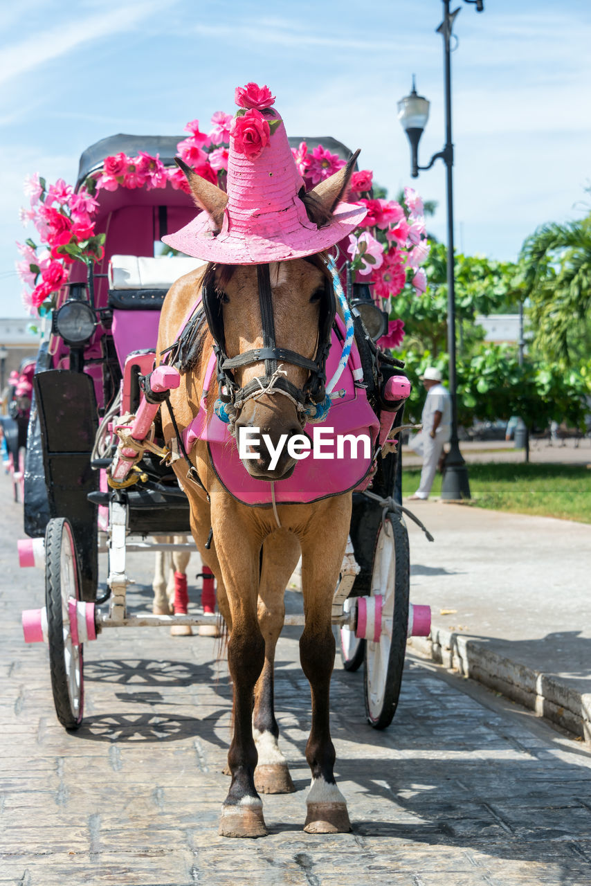 Horse and horse cart on street