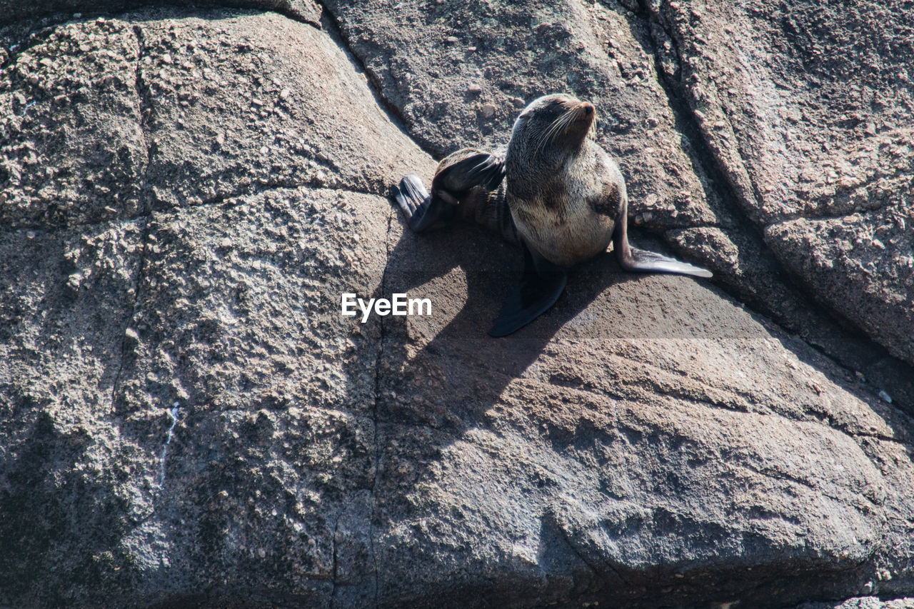 MONKEY ON ROCK