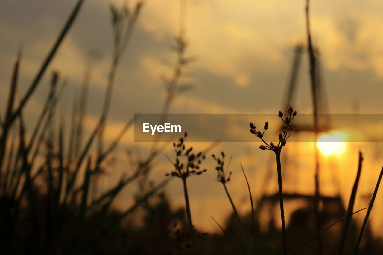 Close-up of silhouette plants on field against sunset sky