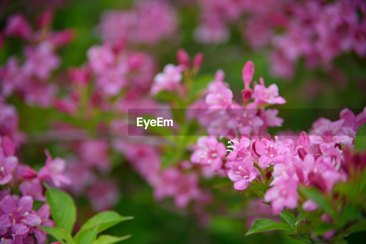 Close-up of pink flowering plant