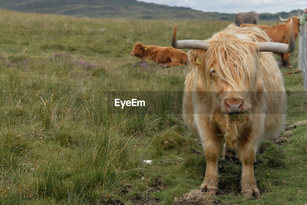 SHEEP STANDING IN A FIELD