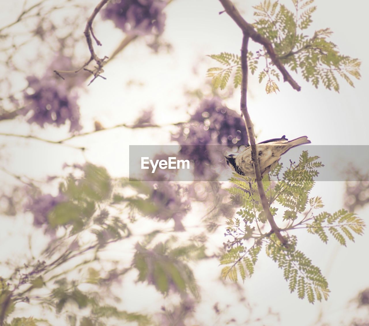 LOW ANGLE VIEW OF TREE BRANCHES