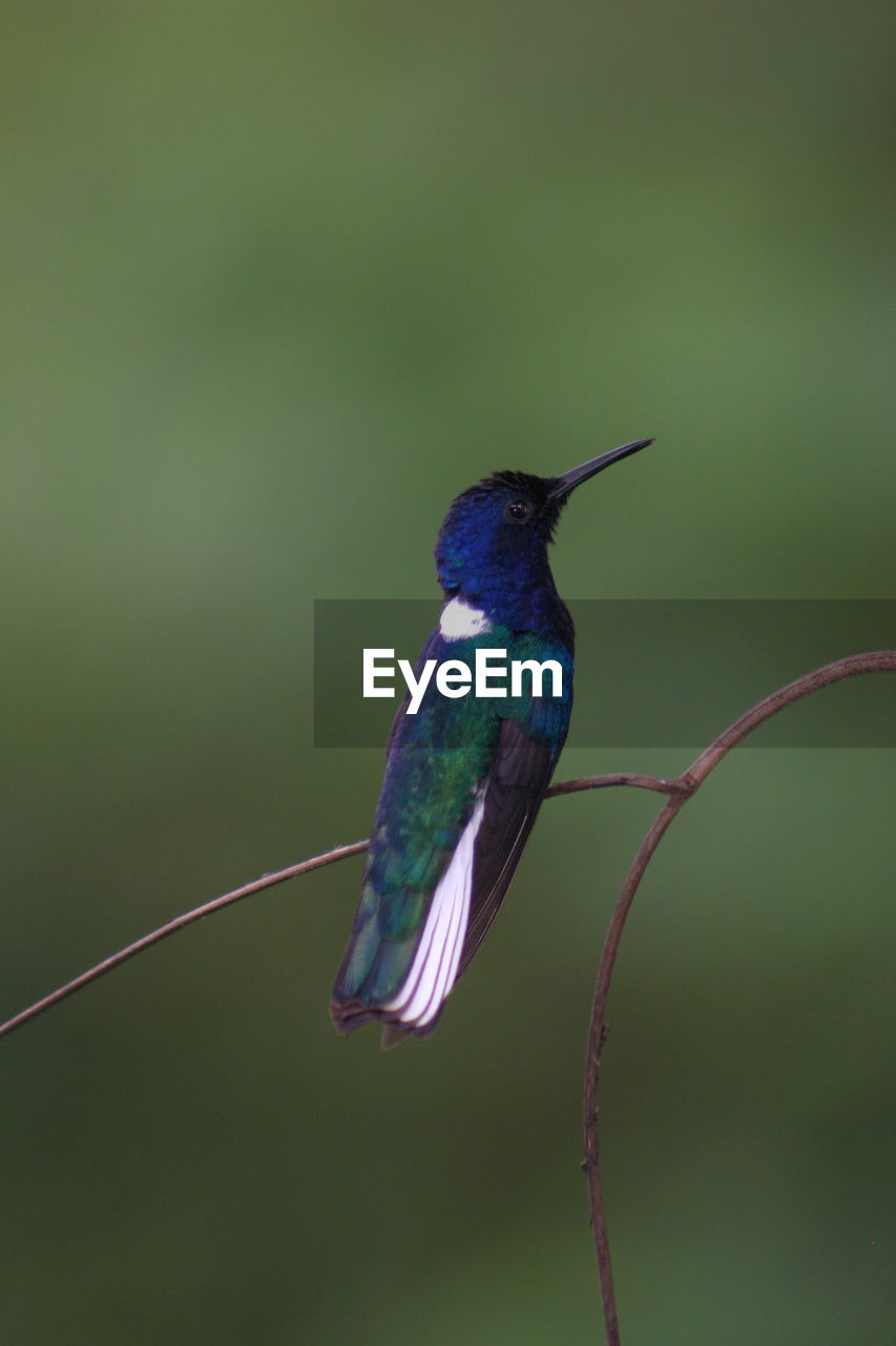 Close-up of bird perching on leaf