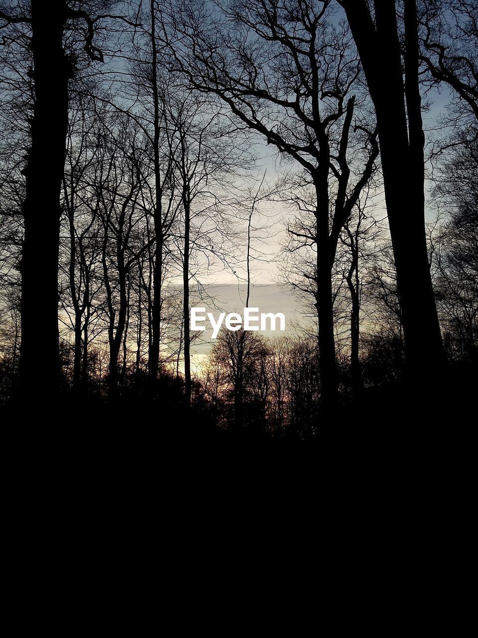 SILHOUETTE OF TREES AT SUNSET