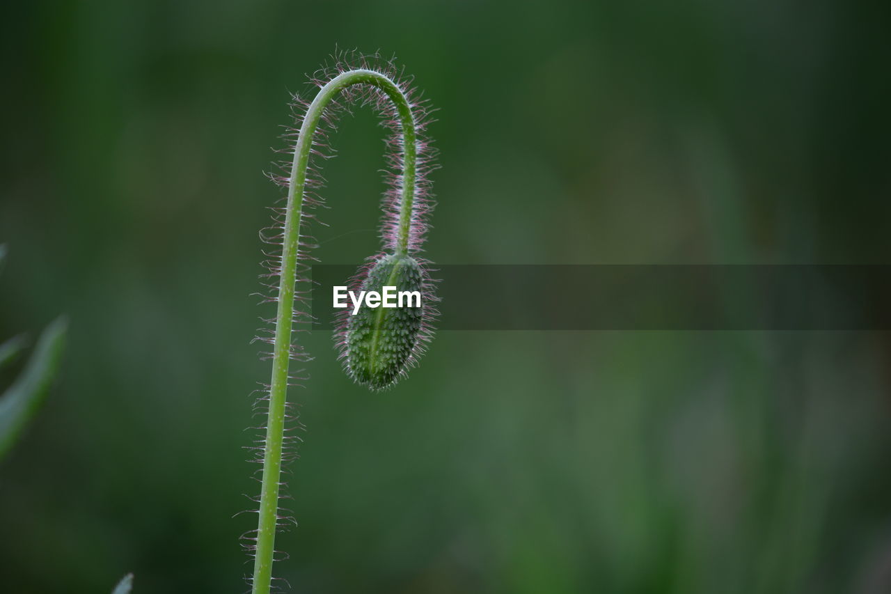 Close-up of fern bud