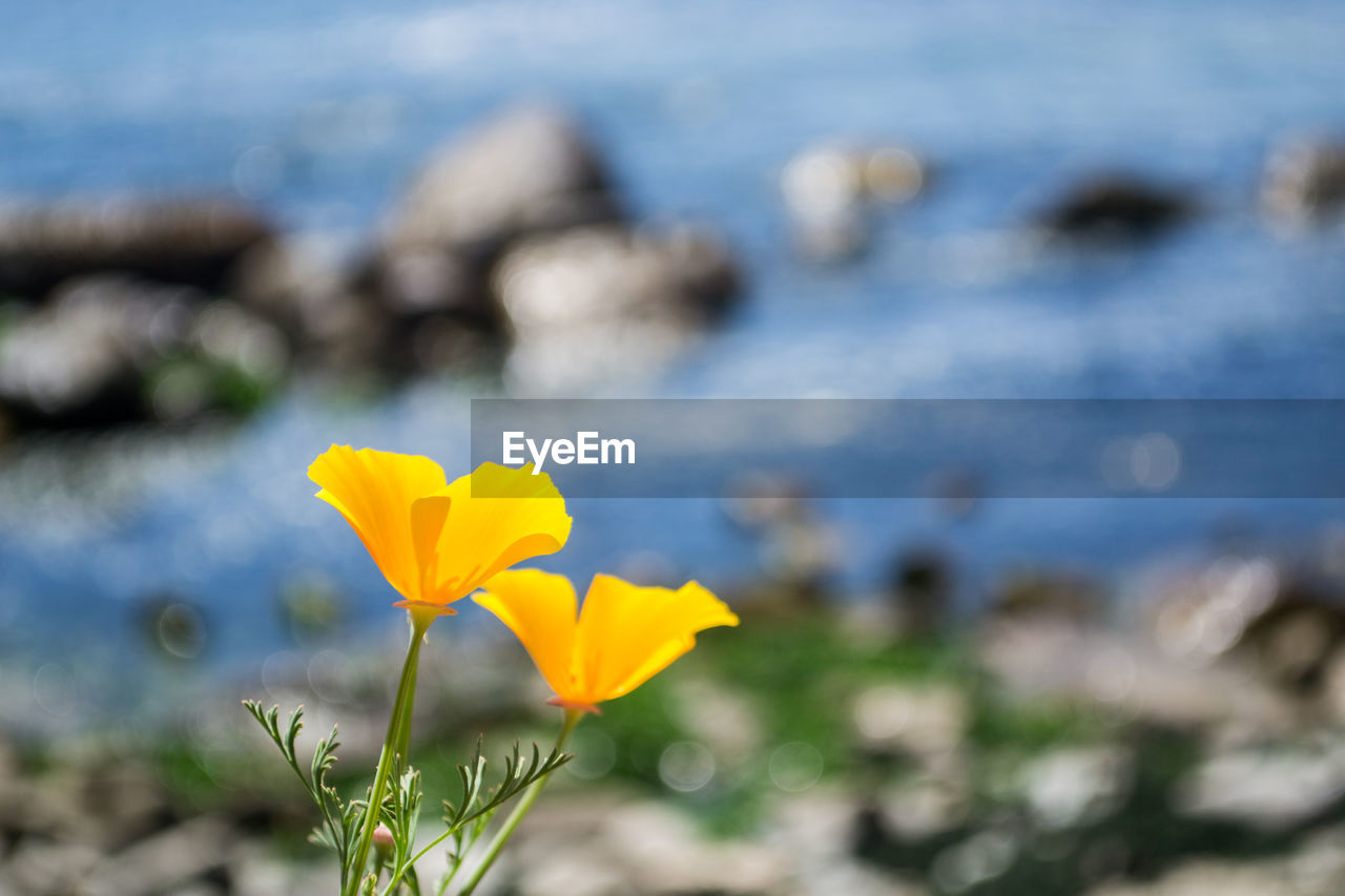 CLOSE-UP OF YELLOW CROCUS BLOOMING