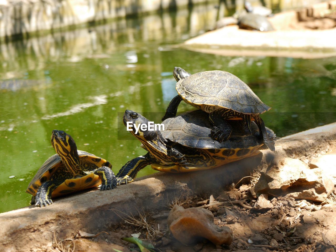 Close-up of turtles by lake