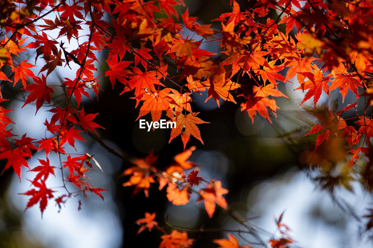 Low angle view of maple leaves on tree