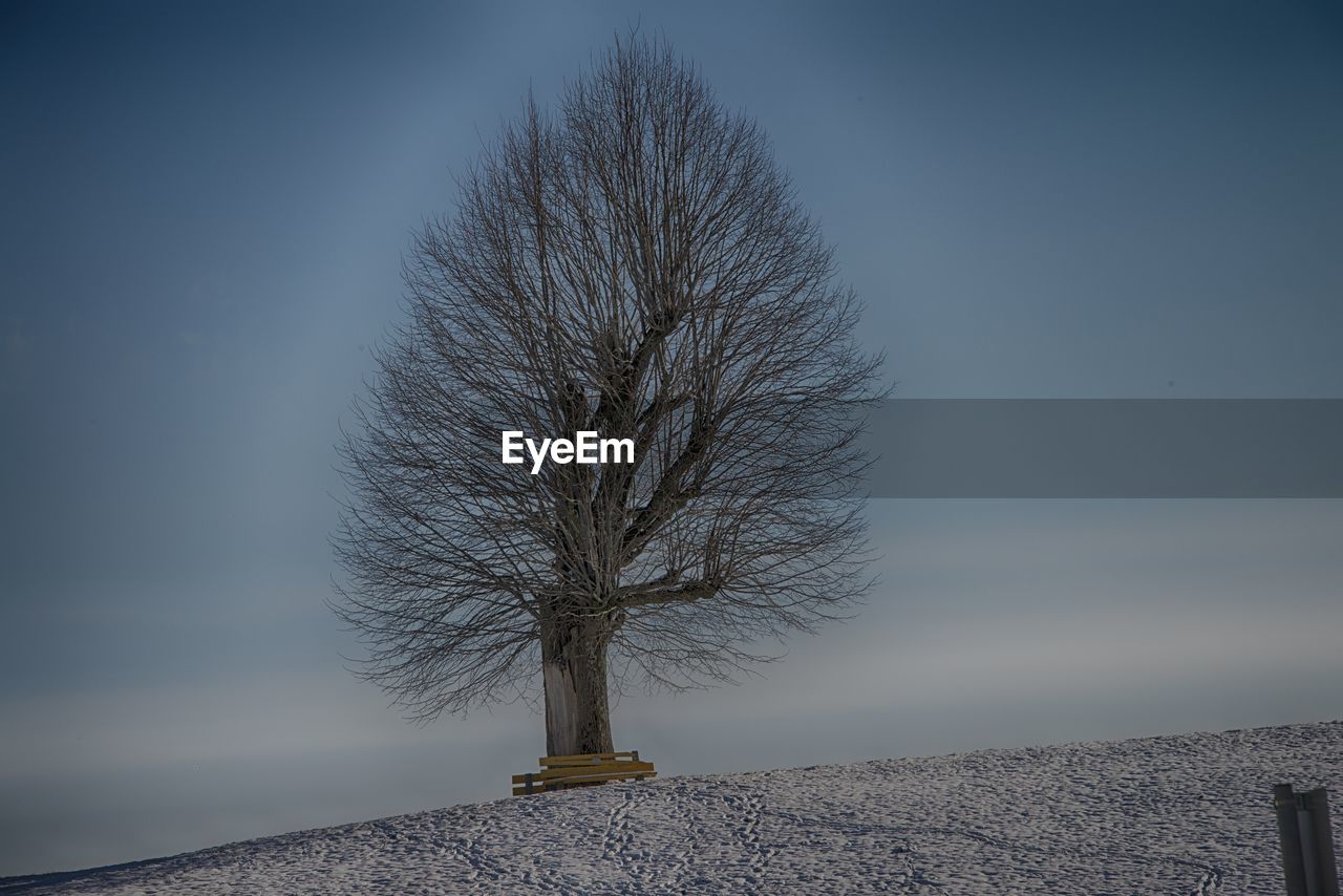 Bare tree against clear blue sky