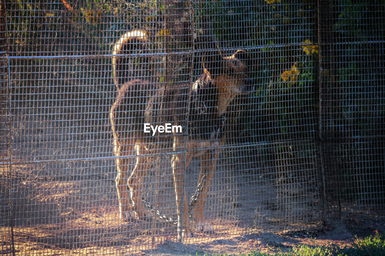 no people, animal, nature, animal themes, fence, mammal, day, animal wildlife, outdoors, reflection, sunlight