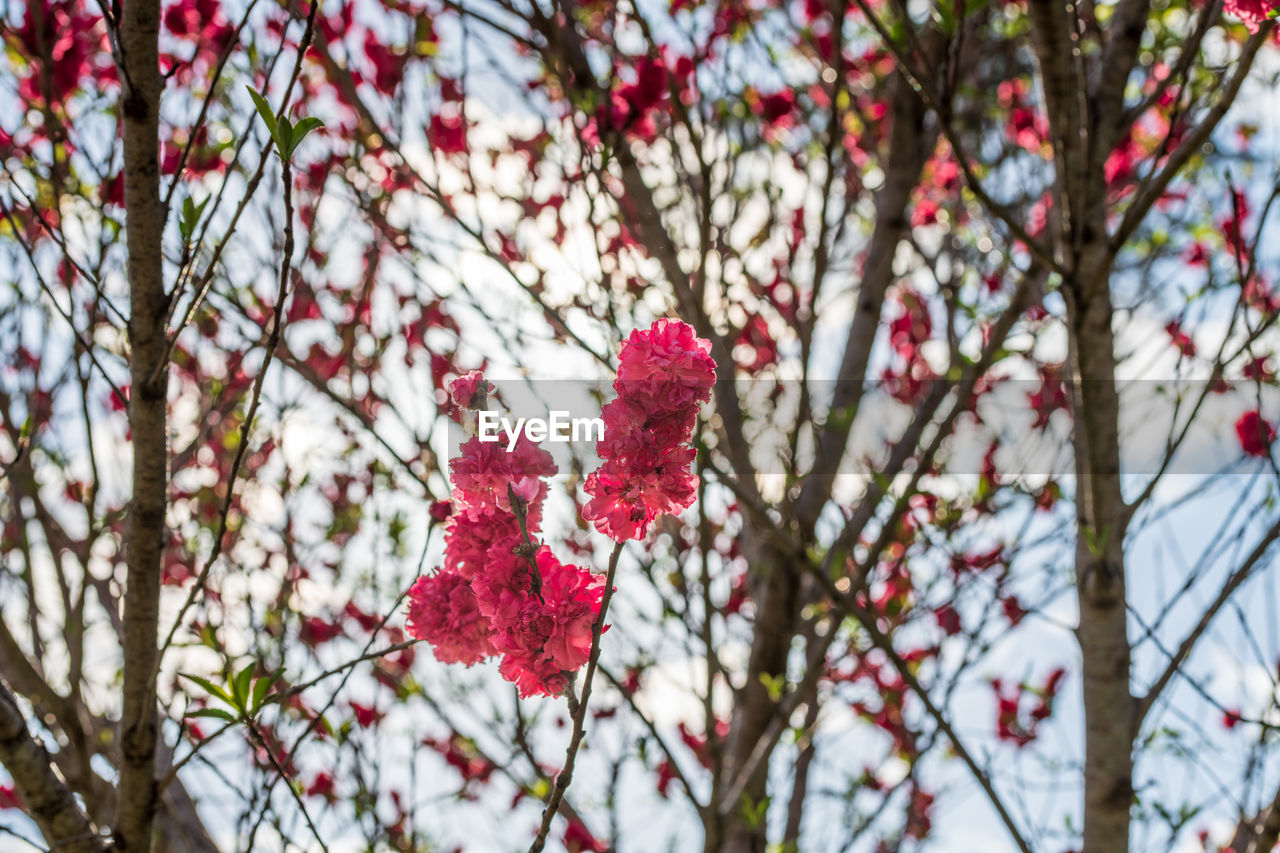 CLOSE-UP OF RED BERRIES ON TREE BRANCH