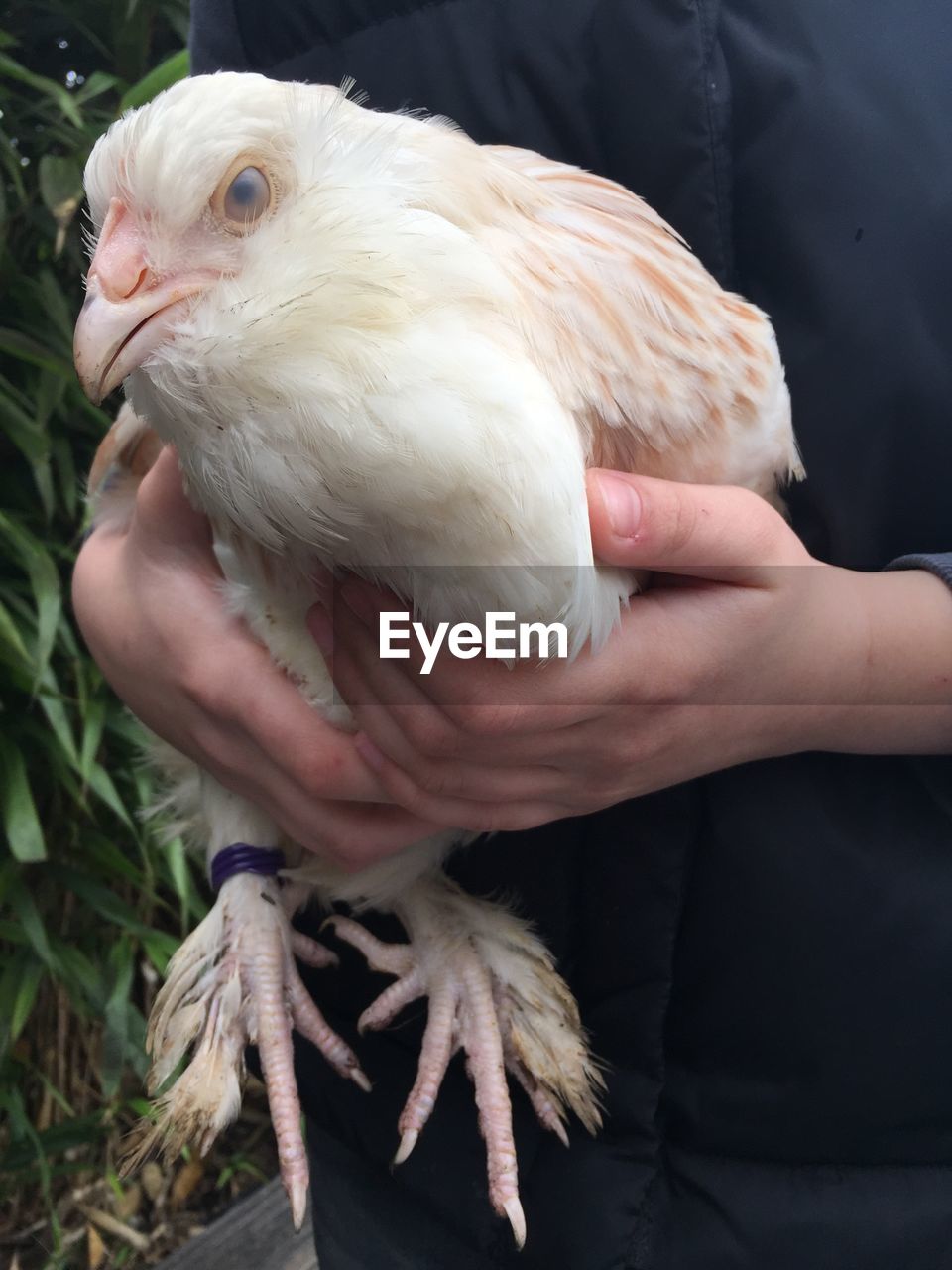 Close-up of man holding bird