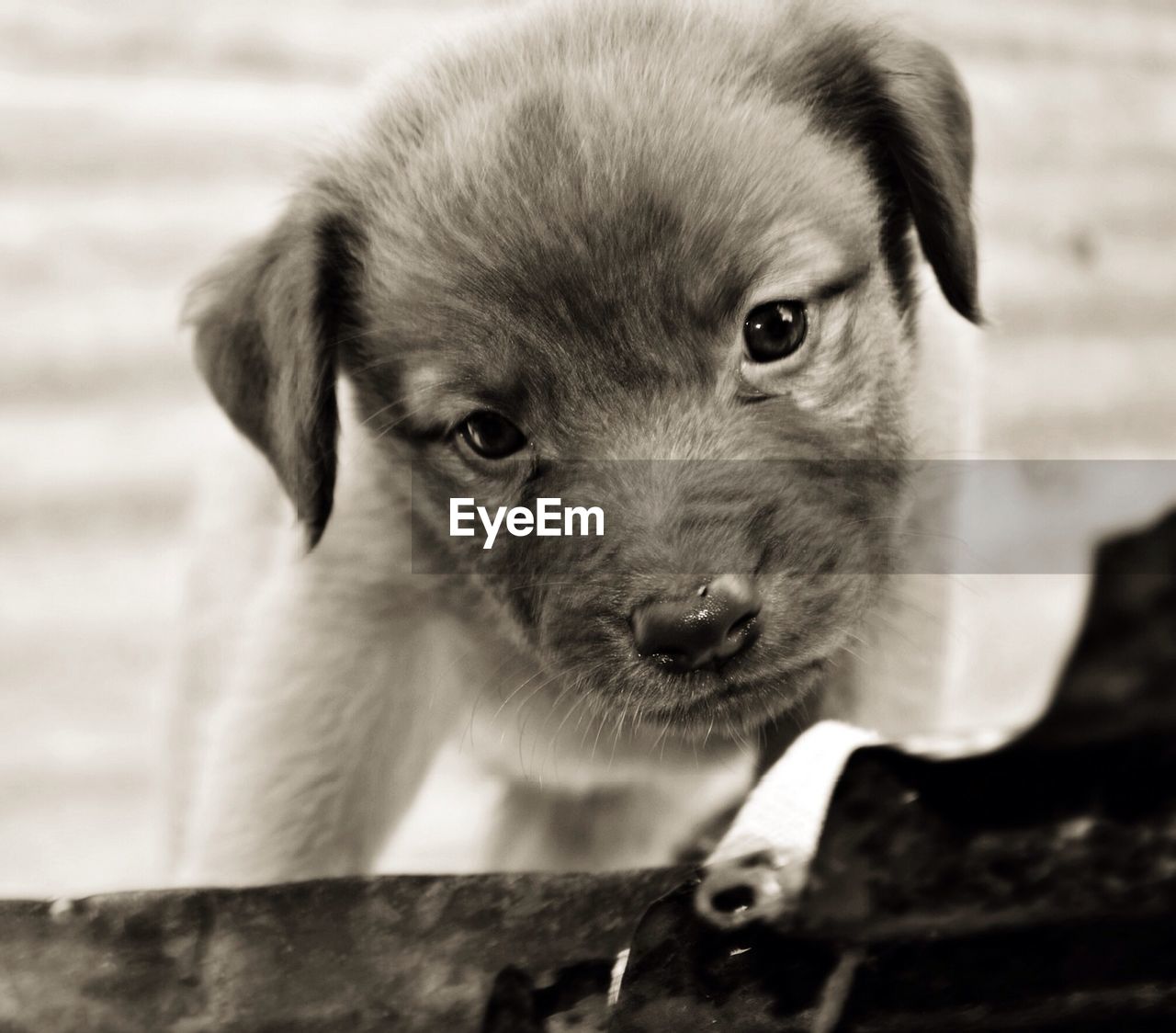 Close-up portrait of puppy