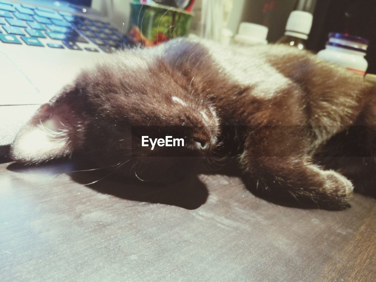 CLOSE-UP OF CAT LYING DOWN ON FLOOR