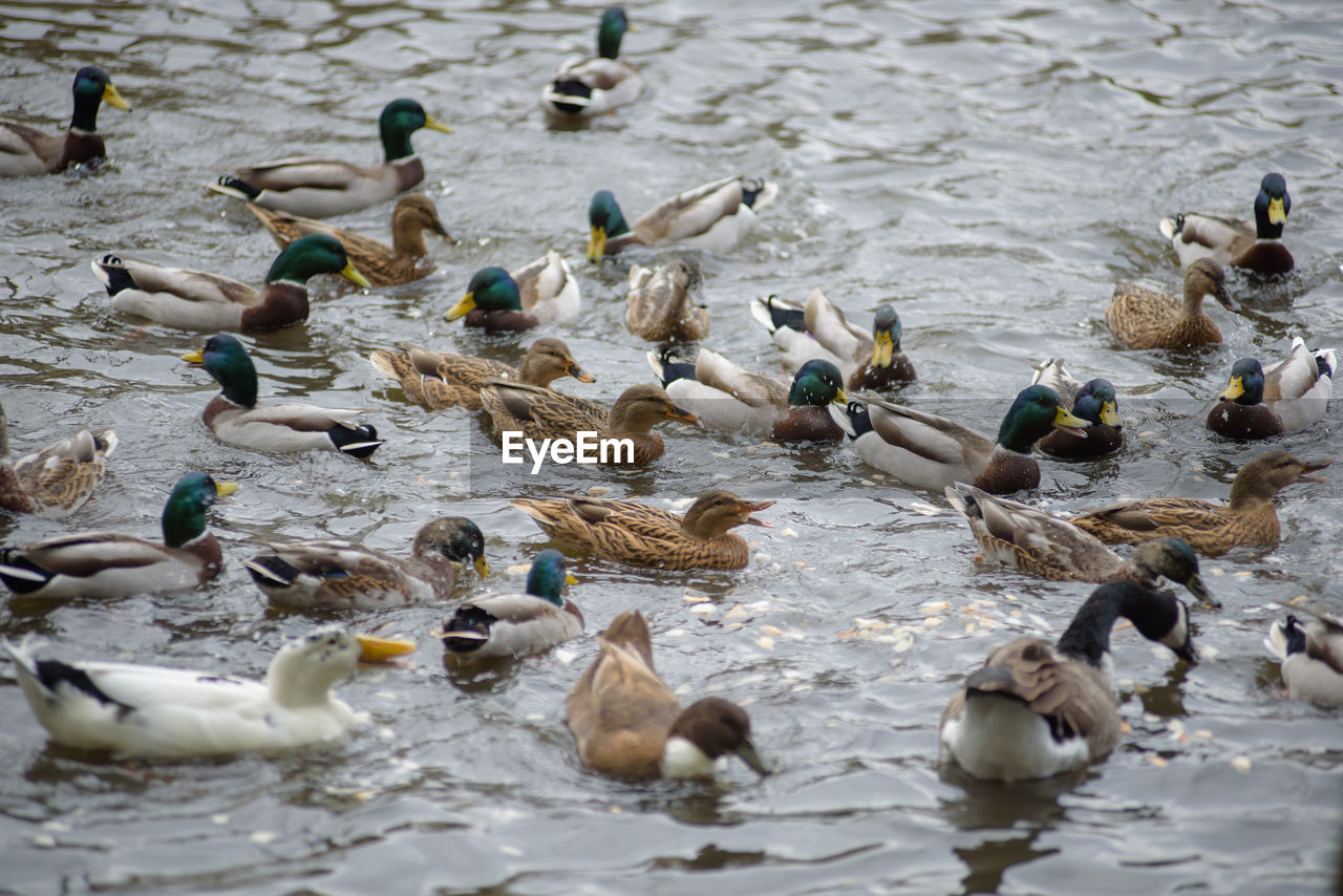 DUCKS IN LAKE