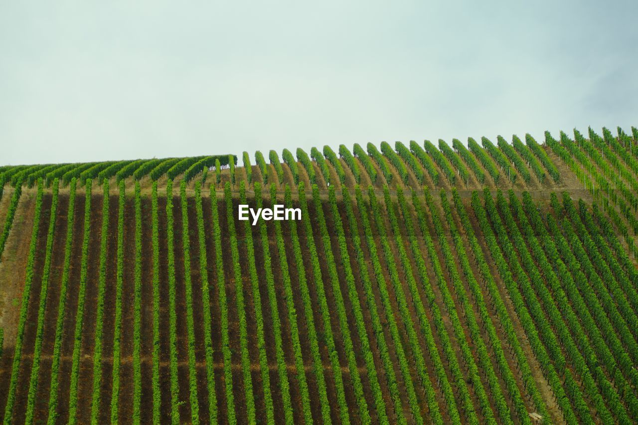 High angle view of vineyard against sky