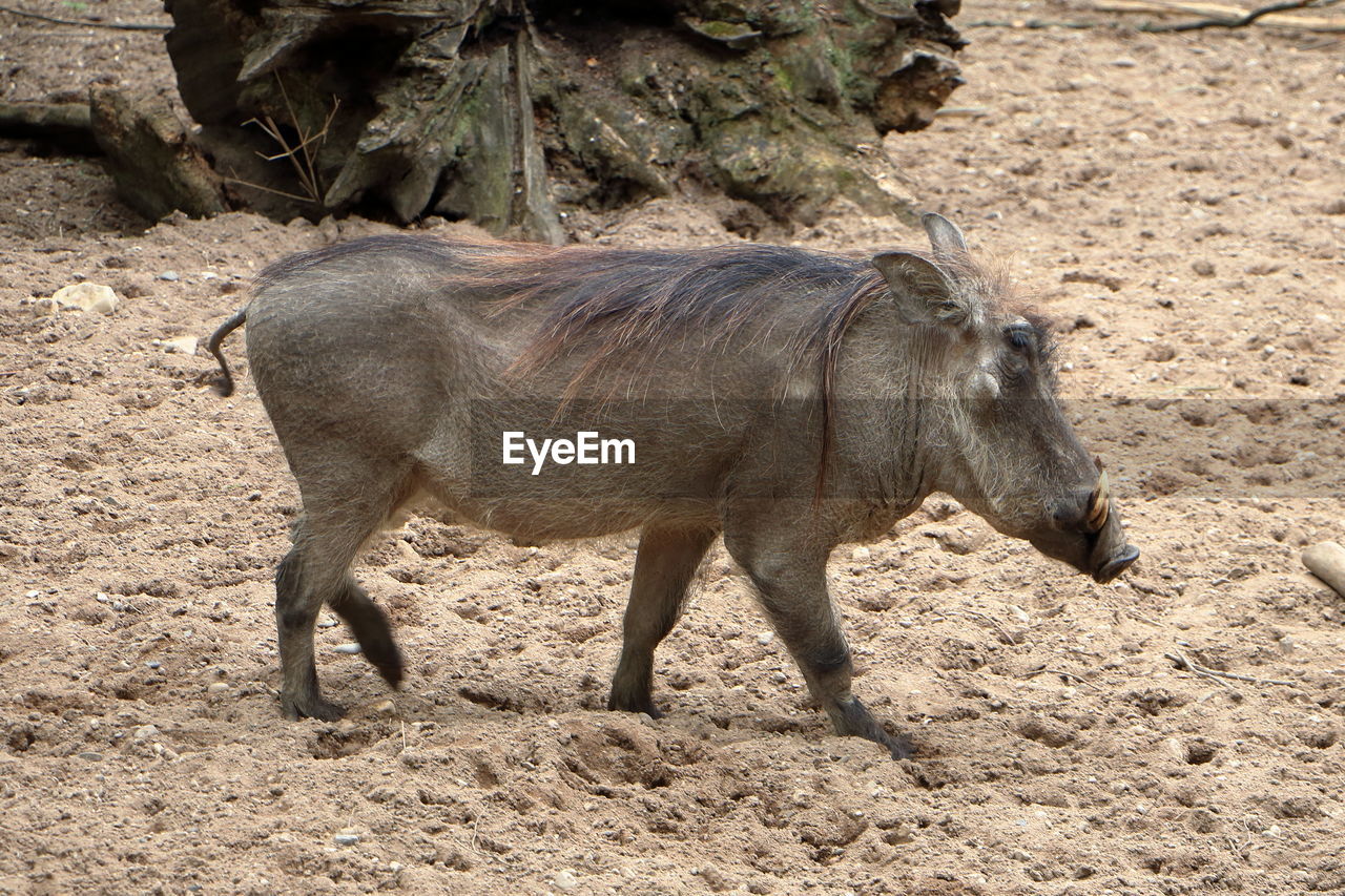 Warthog standing in a field