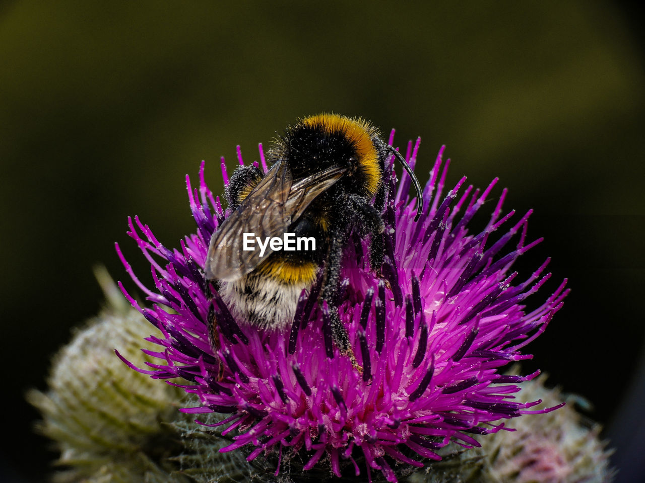 CLOSE-UP OF HONEY BEE POLLINATING ON FLOWER