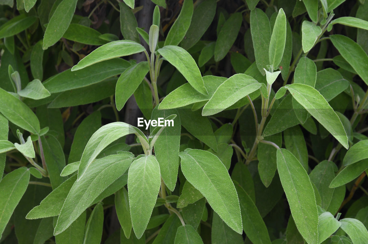 HIGH ANGLE VIEW OF GREEN LEAVES ON PLANT