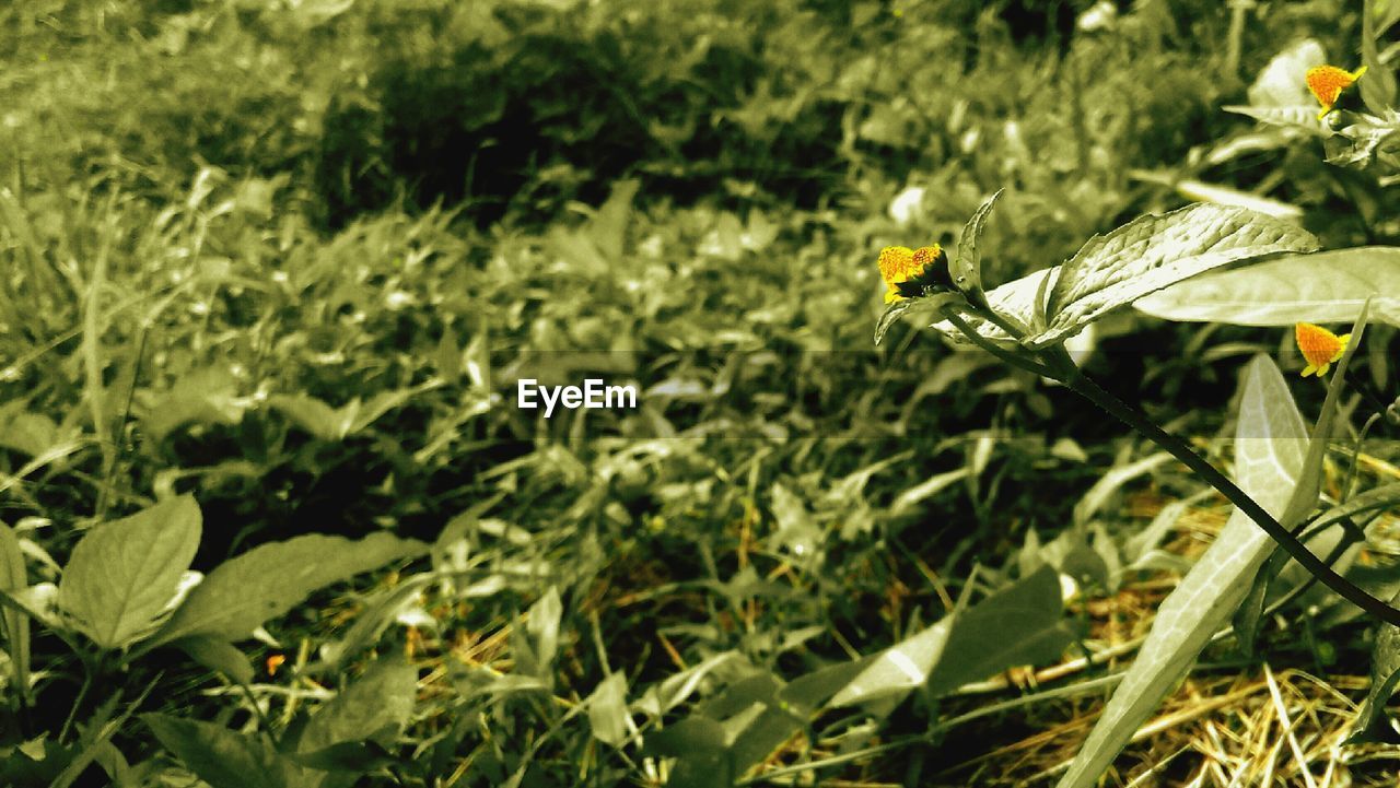 CLOSE-UP OF INSECT ON FLOWER FIELD