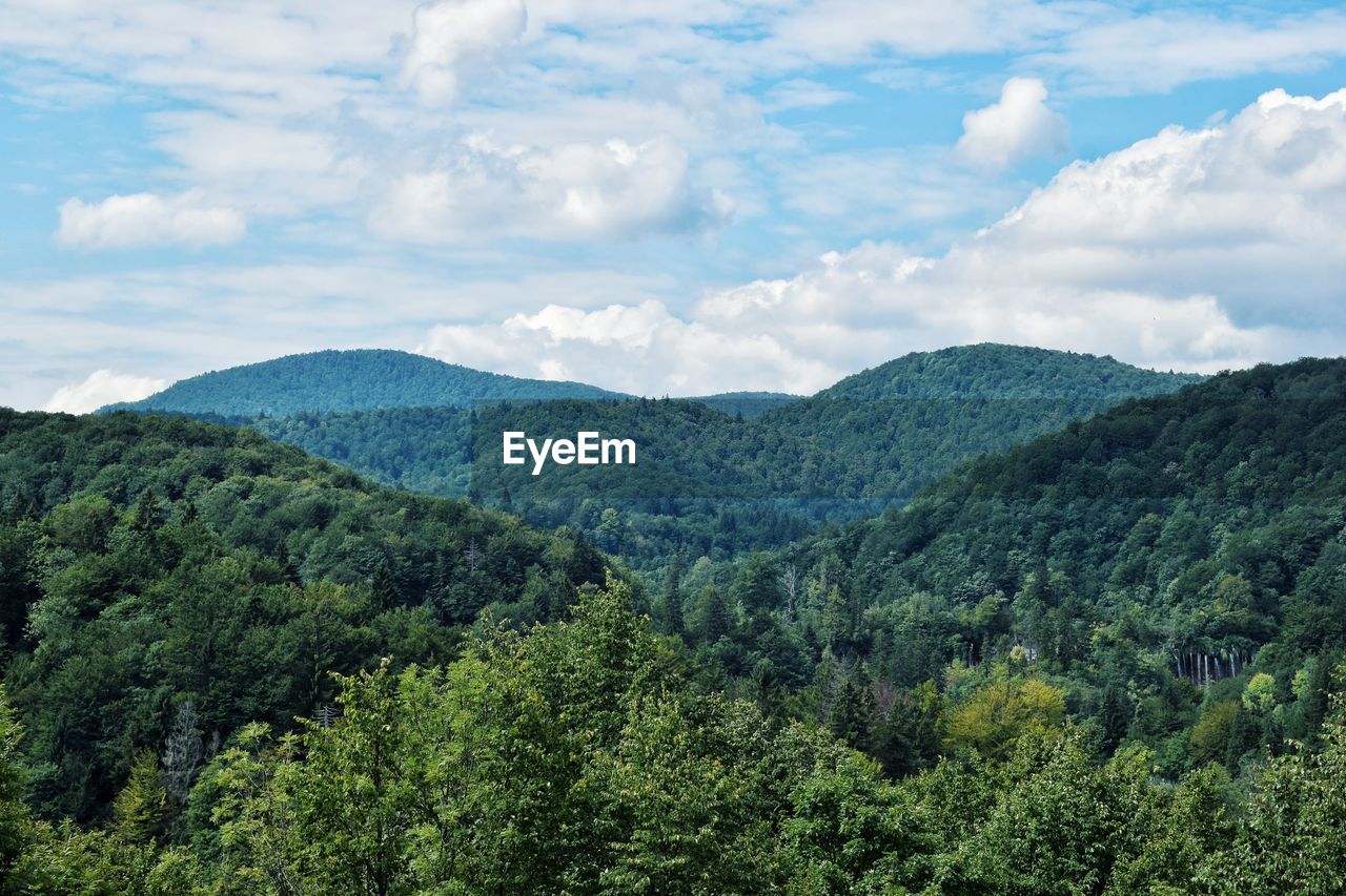 Scenic view of forest against sky