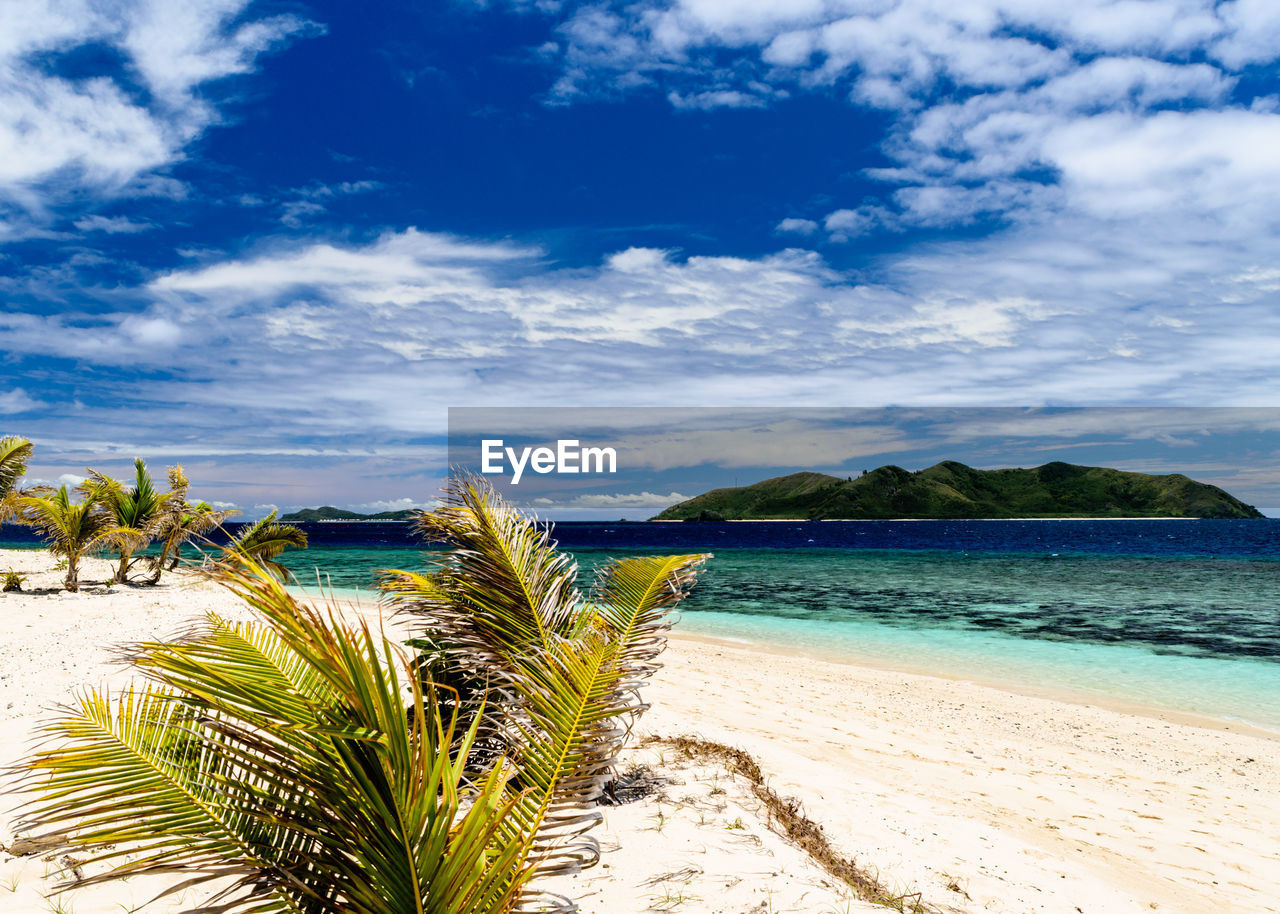 Palm trees on beach against blue sky