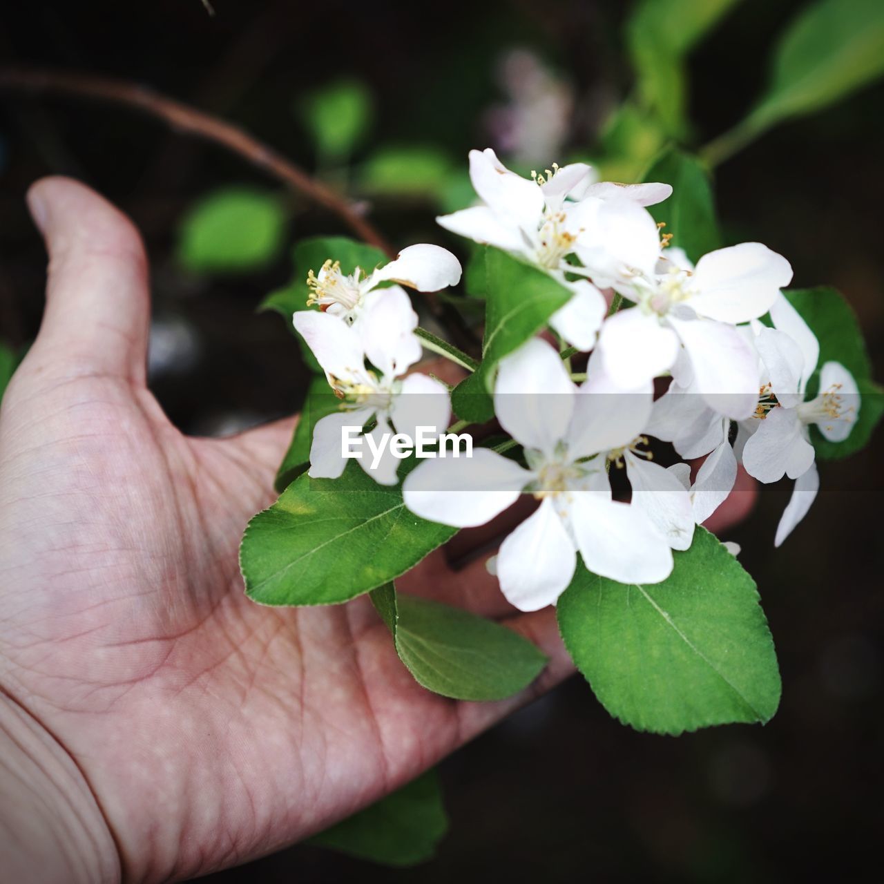Human hand holding apple blossoms