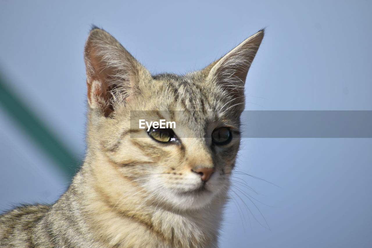 animal, cat, animal themes, pet, mammal, one animal, domestic animals, feline, domestic cat, whiskers, close-up, small to medium-sized cats, animal body part, tabby cat, portrait, no people, felidae, carnivore, looking, blue, wild cat, animal head, looking at camera, studio shot, eye