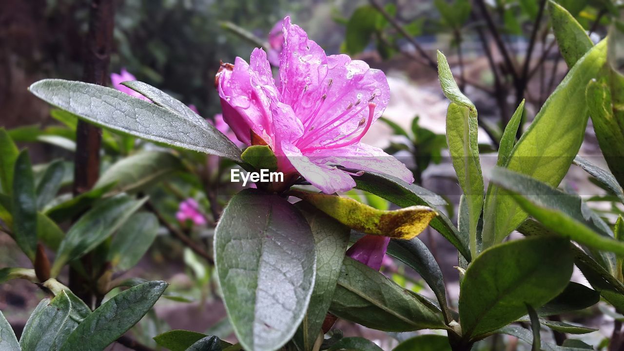 CLOSE-UP OF FLOWERS IN WATER