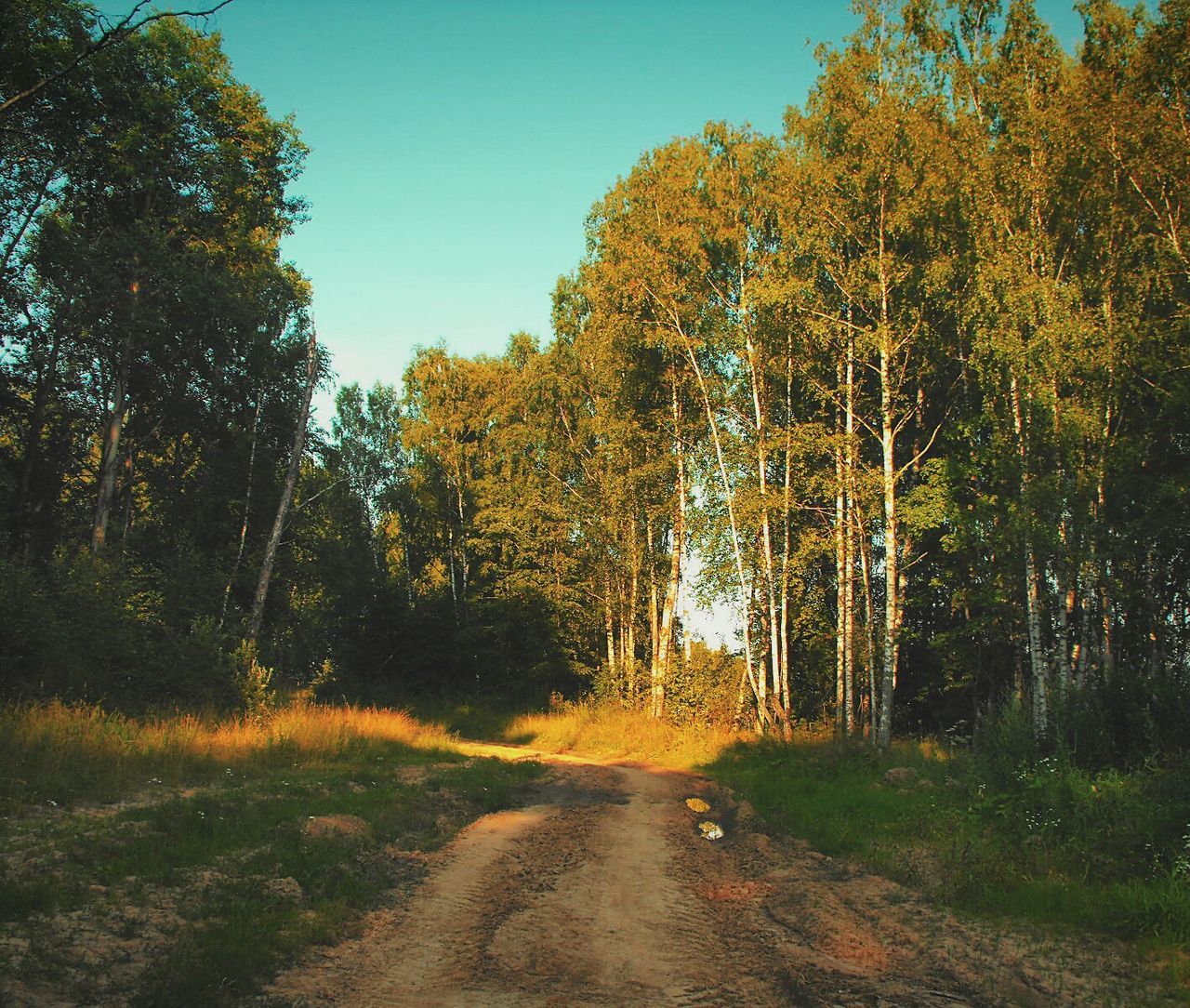 Dirt road amidst trees in forest