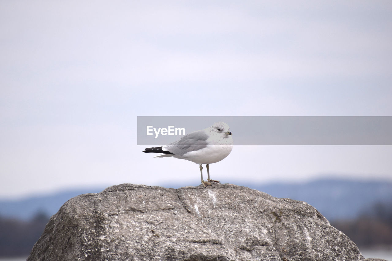 Seagull perching on rock