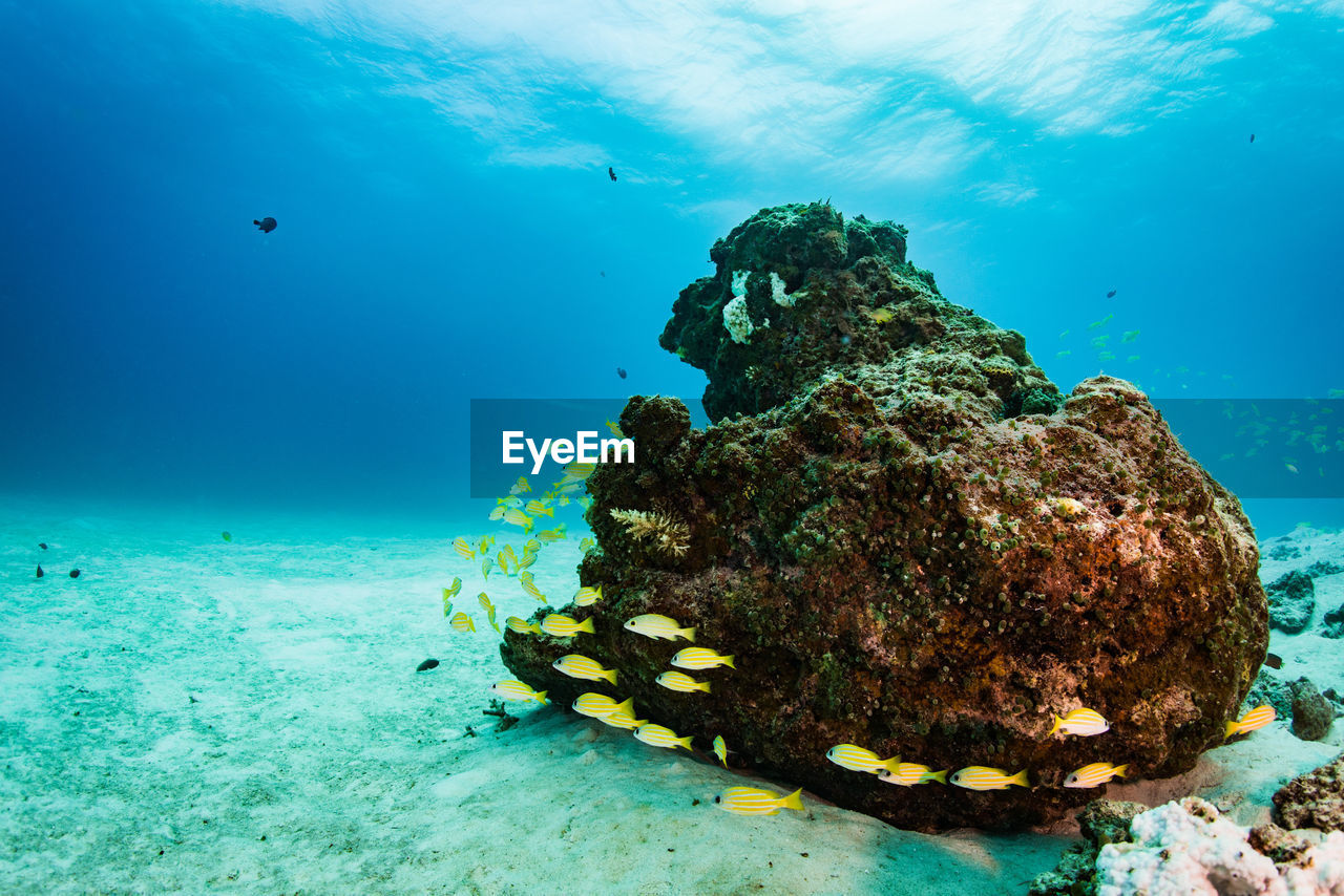 Fish swimming by rock in sea