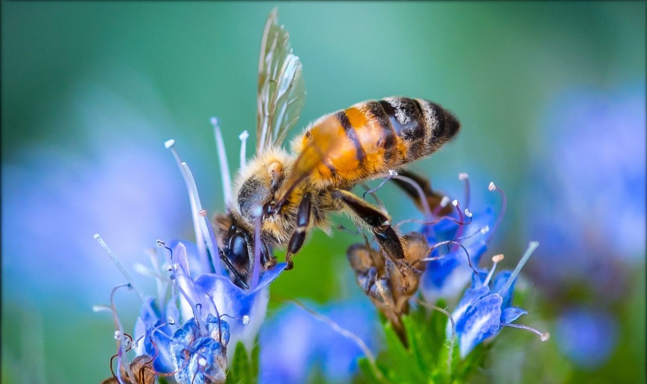 Close-up of honey bee pollinating on blue flowers