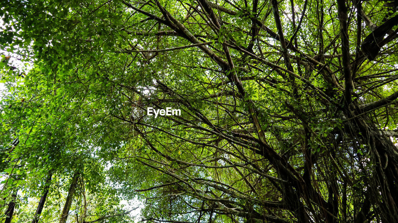 LOW ANGLE VIEW OF BAMBOO TREES