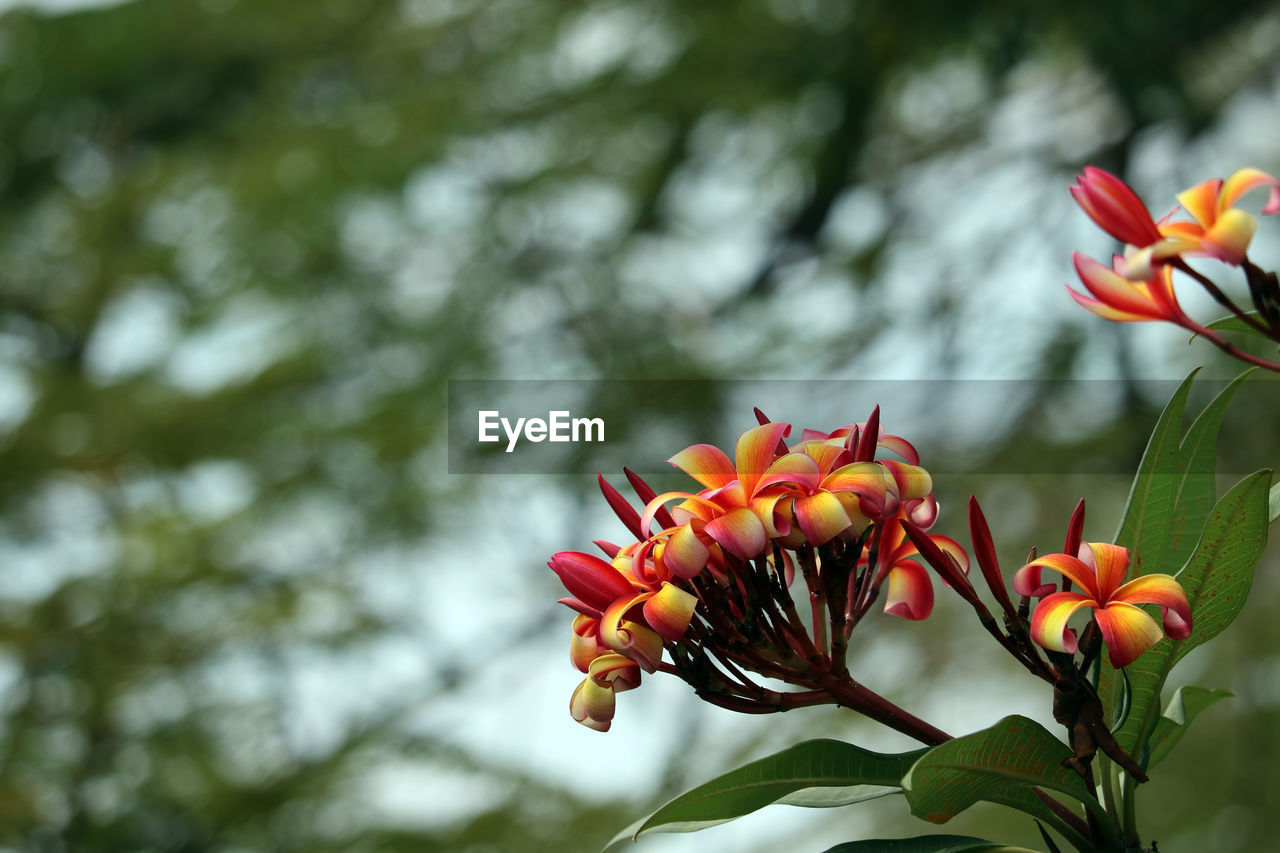 LOW ANGLE VIEW OF FLOWERING PLANT