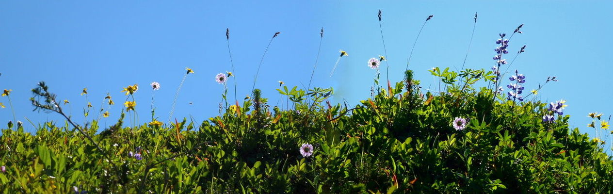 Close-up of flowers in plant with sky in background