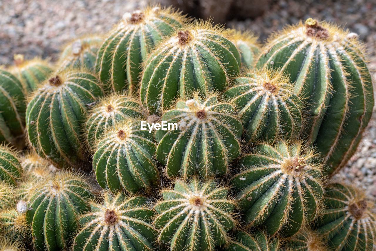 CLOSE-UP OF CACTUS GROWING ON FIELD