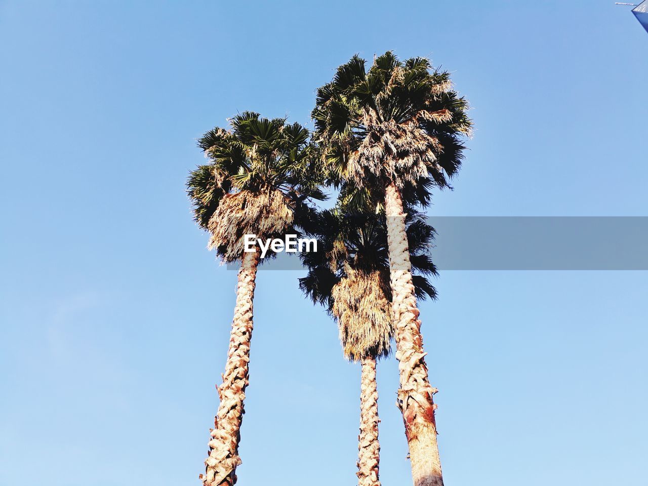 LOW ANGLE VIEW OF PALM TREES AGAINST BLUE SKY
