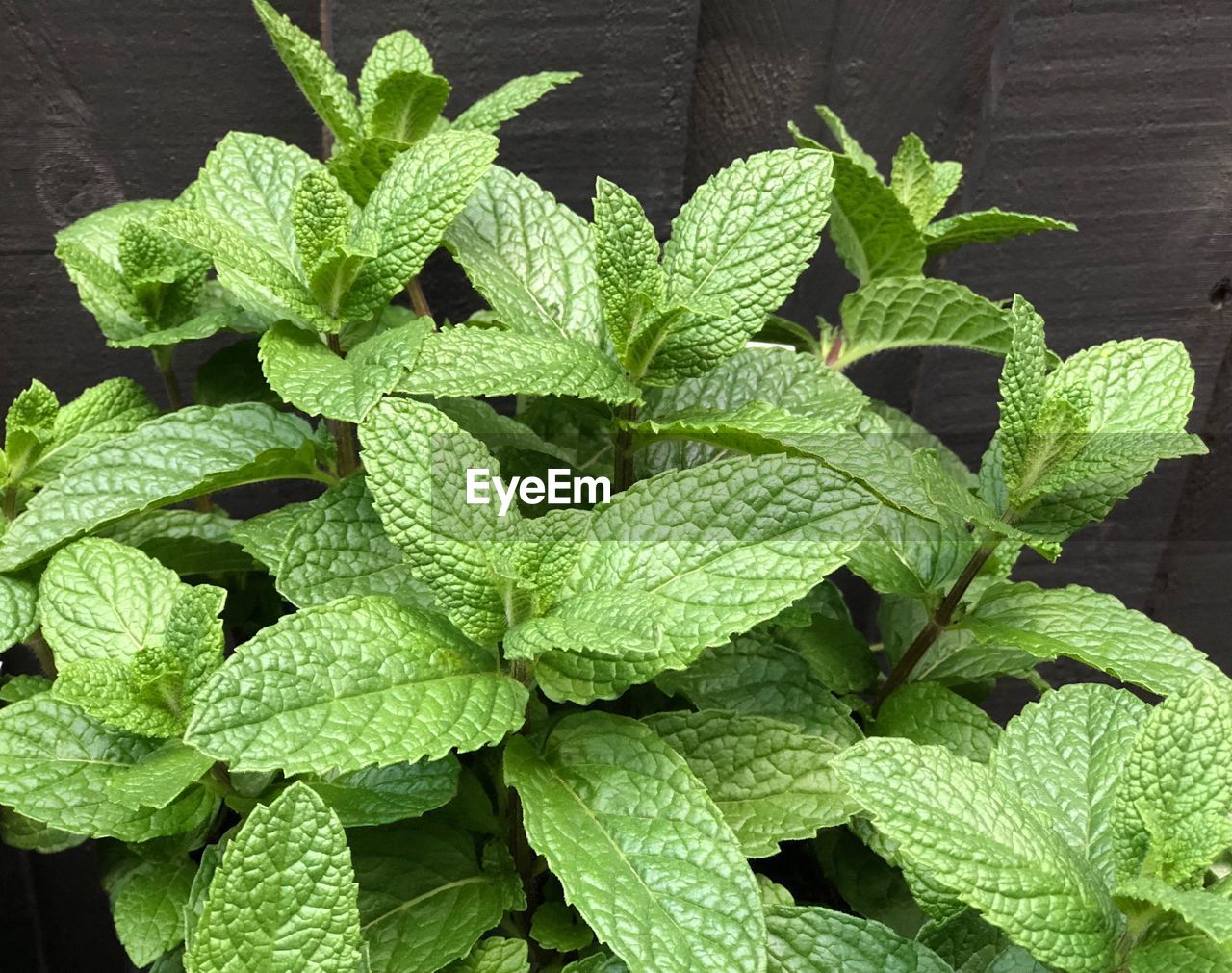 HIGH ANGLE VIEW OF FRESH GREEN PLANT IN POT