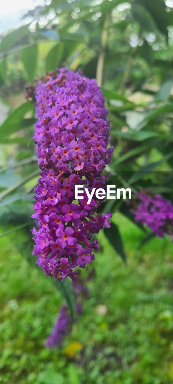 flowering plant, plant, flower, purple, freshness, beauty in nature, nature, growth, close-up, fragility, inflorescence, flower head, petal, wildflower, focus on foreground, no people, meadow, day, outdoors, botany, green, blossom, plant part, springtime, lilac, leaf, pink