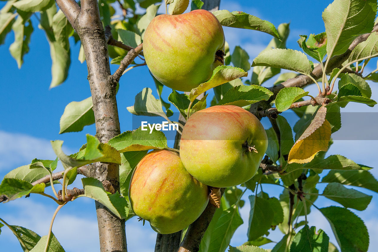 LOW ANGLE VIEW OF APPLE GROWING ON TREE
