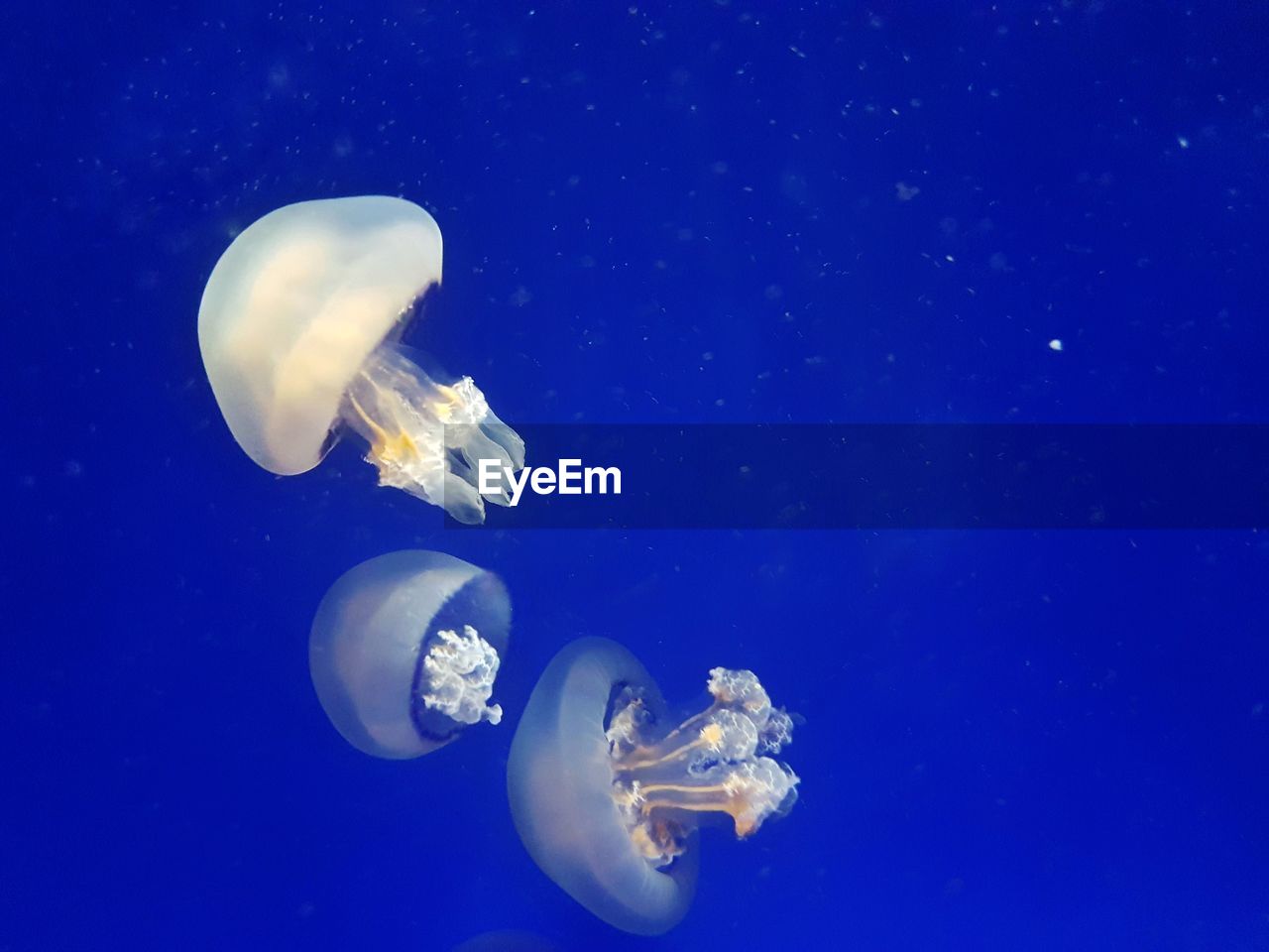 View of jellyfish against blue background