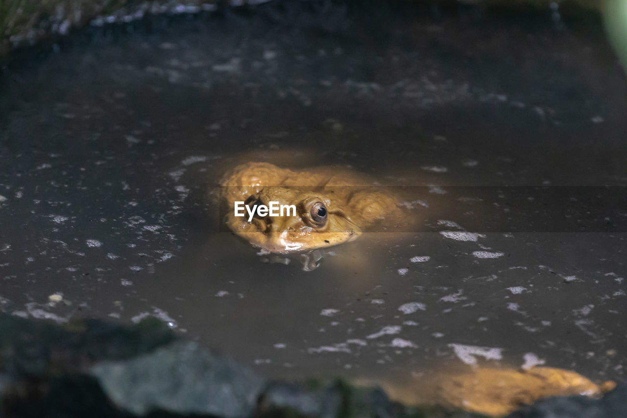 CLOSE-UP OF FROG IN WATER